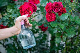 We did not find results for: How To Treat And Prevent Black Spots On Roses