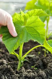 Continue this through your harvest. The 7 Secrets To Growing Cucumbers How To Grow An Incredible Crop