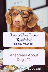 What does nature have to do with the weird things our domesticated dogs and cats do? Anagram Dogs 1 Maria S Place