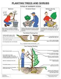 Jeanine Great Tree Planting And Care Information Trees To Plant Tree Care Growing Ginger Indoors