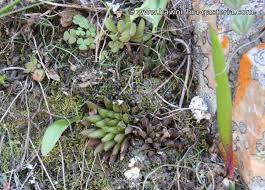 Image result for Clutia monticola