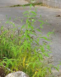 Image result for Buddleja asiatica