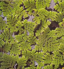 Image result for Azolla