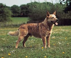 The australian cattle dog is of moderate build, enabling it to combine great endurance with bursts of speed and the extreme agility necessary in controlling unruly cattle. Australian Cattle Dog Breed Of Dog Britannica