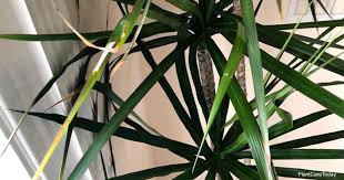 Luckily the corn plant is very resilient and can usually recover with a little care. 9 Reasons For Dracaena Leaves Turning Yellow Or Brown