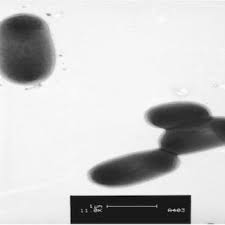 Image result for Dichilus bainesii