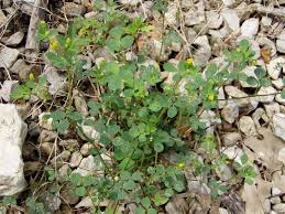 We did not find results for: Summer Annual Weeds And Biennials