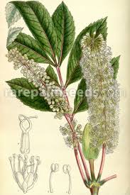 Image result for Xyris capensis