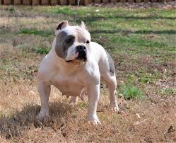 Prices for puppies start at $1,500. P Rock Kennels In Georgia American Bully And French Bulldog Kennel