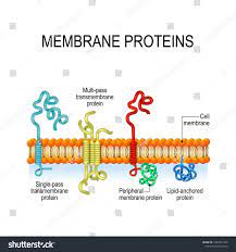 Pin By Marta Lopez De Sanchinelli On Biologie In 2021 Membrane Cell Membrane Biochemistry