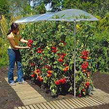 Beckmann Kg Psn1 Schutzdach Fur Pflanzen Grosse 1 100 X 11 Https Www Amazon De Dp B000mque7q Ref Cm Sw R Pi Dp U X O Tomaten Garten Garten Garten Hochbeet