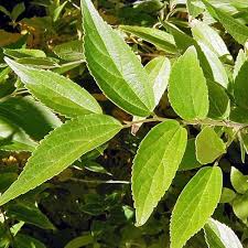 Image result for Celtis zenkeri