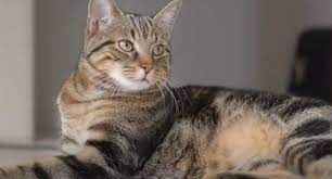 Stylish and popular european hairstyle trends for women. 20 Things You Didn T Know About The European Shorthair