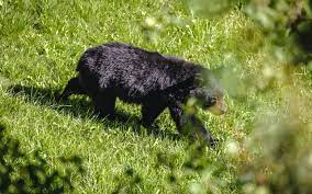 Maybe you would like to learn more about one of these? How To Keep Bears Away From The Garden Safely And Humanely