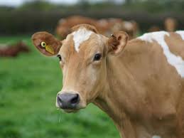 When is a dog considered full grown? Could Cows Help Reverse The Effects Of Climate Change The Independent The Independent