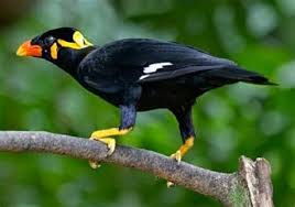 Bentuk bulu ini mulai terlihat sejak burung masih berusia trotolan. Ciri Burung Flamboyan Jantan Www Ciri Ciri Burung U Flamdboyan Jantan Gambar Burung Flamboyan Jantan Dan Betina Gambar Hackv9