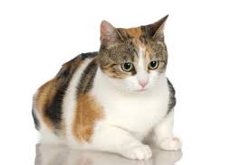 Your cat's behavior will return to normal after about three weeks. The Behavioral Problems Of Female Cats In Heat