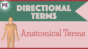 The anatomical position is a frame of reference that is used when people describe anatomy and movement. Anatomical Terms Directional Terms Anatomy Youtube