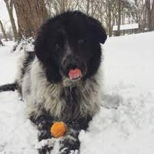 Patience and tranquility are the two main traits of this majestic breed. Newfoundland Great Pyrenees Mix Breed Information