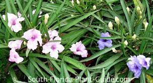 The dwarf mexican petunias are drought resistant once well established but will also grow in poorly drained moist sites. Dwarf Mexican Petunia