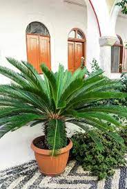 Cycas Revoluta Care How To Grow Sago Palm Trees Palm Trees Garden Palm Tree Care Sago Palm
