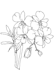 39 gambar sketsa bunga indah sakura mawar melati gambar sketsa bunga sketsa ialah salah satu langkah awal yang perlu di lakukan pada saat pembuatan lukisan. Sketsa Bunga Anggrek Radea