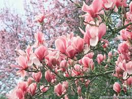 Yulan Magnolie Fragrant Cloud Magnolien Blumenbilder Pflanzen