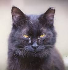 Beautiful Black Cat With Purple Eyes Cats From Tokyo Japan Dog Cat Pictures Fluffy Black Cat Funny Cats And Dogs