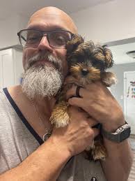 Willow (Yorkichon) and Wilber (Yorki)