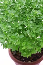 Check spelling or type a new query. What Is Bush Basil Learn About Bush Basil Vs Sweet Basil Herb Plants