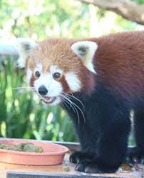 Smile Redpandaphoto Redpanda Endangered Animallover Animalphotography Photooftheday Instadaily Instag Red Panda Cutest Animals On Earth Cute Animals