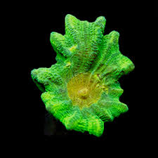 Image result for Peponium sp. A