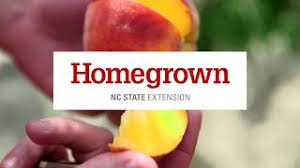 In addition to these main crops, information is also included for pears, persimmons, plums, nectarines, asian pears, and figs because they grow well in north carolina's temperate climate. Homegrown Growing Fruit Trees In North Carolina Youtube