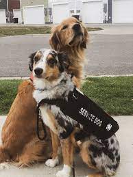 Service Dog Friends In 2021 Service Dogs Gear Psychiatric Service Dog Service Dog Patches
