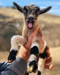 15 adorabaaal small goats that totally rock our haaarts love with animals page 15 of 18 techno web cute goats animals cute animals