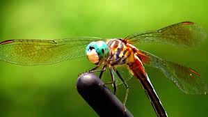 Black And Blue Dragonfly What Color Is A Dragonfly Dragonfly Damselfly Animals