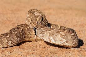 African Puff Adder Snake Stock Photos - Free & Royalty-Free Stock Photos from Dreamstime