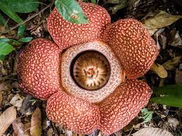 40 Of The Worlds Weirdest Flowers Flowers Across Melbourne Unusual Flowers Strange Flowers Rare Flowers