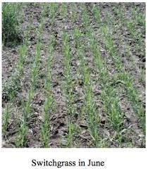 Panicum virgatum is one of the reddest switchgrasses. Establishing And Managing Switchgrass Team Forage