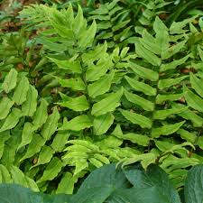 Image result for Cyrtomium