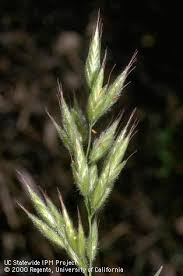 Image result for Pseudobromus