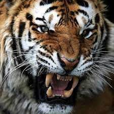 Lihat bagaimana laluan skuad harimau malaya hingga ke final aff suzuki cup 2018 populasi harimau malaya kini semakin terancam apabila spesies itu dianggarkan kurang daripada 200 ekor. Harimau Malaya Hm Home Facebook