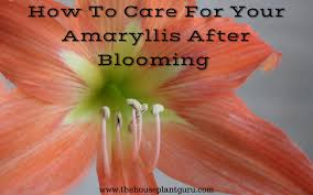 How To Care For Your Amaryllis After Blooming The Houseplant Guru In 2020 Amaryllis Care Amaryllis Amaryllis Bulbs