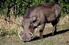 The wild boars and their coach are out! Wild Boar Description Habitat Image Diet And Interesting Facts