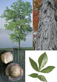 نتیجه جستجوی لغت [hickory] در گوگل
