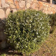 Image result for Freylinia