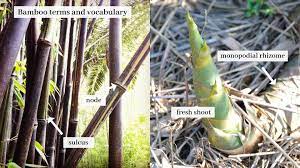 Alle bambus spredes via jordstammer. Bamboo Terms And Vocabulary Bambu Batu