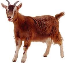 Known for their gentle disposition and good looks, these animals are also reared simply as house/farm pets in many places. Toggenburg Goat All About Goats
