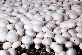 Pilze lassen sich so leicht selbst züchten. Champignons Zuchten So Geht S Ganz Einfach