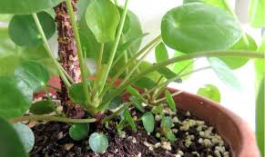 Maybe you would like to learn more about one of these? Propagate Your Pilea Peperomioides Plant How To Grow Pilea Babies